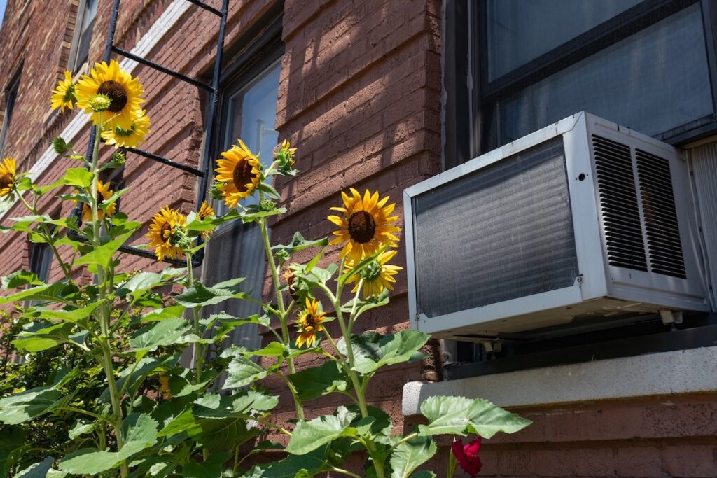window ac unit Window Air Conditioning Unit with Yellow Sunflowers in Astoria Queens New York during Summer